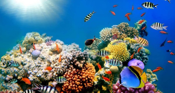 Scuba Diving Open Water in Hurghada – Snorkeling and diving