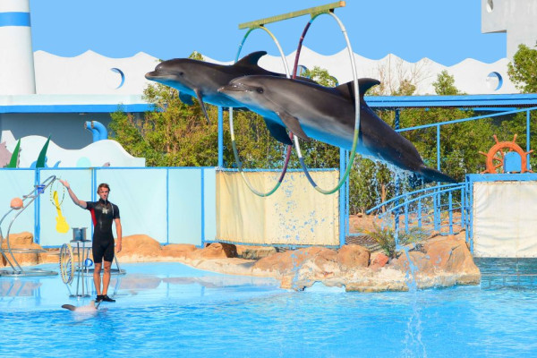 Dolphin Show in Hurghada